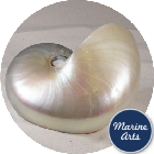 Nautilus Pearl Giant 12.5cm
